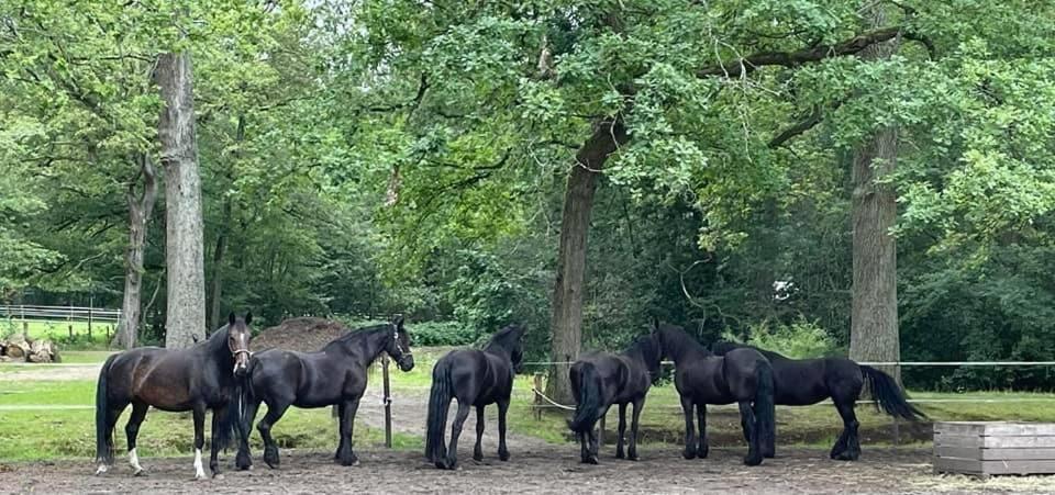 De Swaenhoeve Zoersel Bagian luar foto